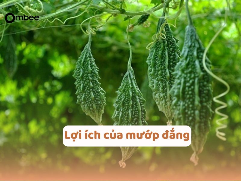an-muop-dang-co-so-mat-sua-khong