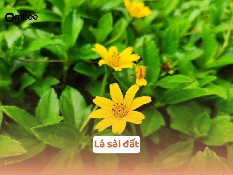 meo-dan-gian-chua-sai-cho-tre-so-sinh-4