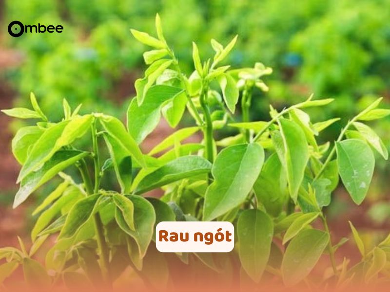 rau-loi-sua-tot-nhat-cho-me-sau-sinh