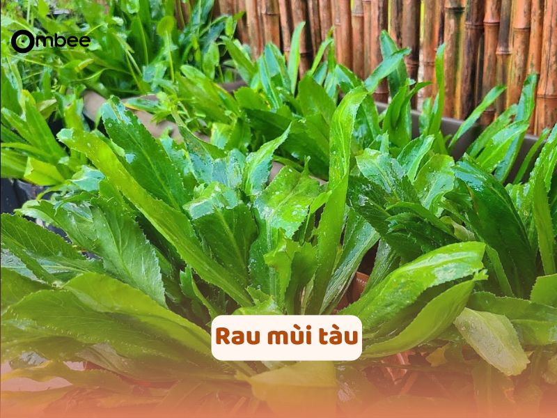 rau-loi-sua-tot-nhat-cho-me-sau-sinh